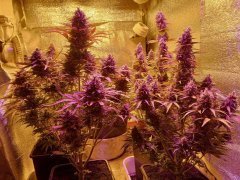 Auto Gelato Samba...Auto Zkittly Zi Zi