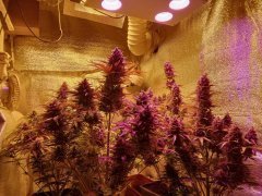 Bulk Seed Bank