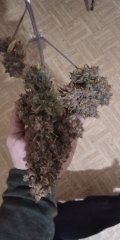 IMG_20211223_075406
