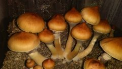 Моё сокровище