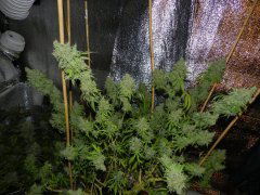 Amnesia Platinum