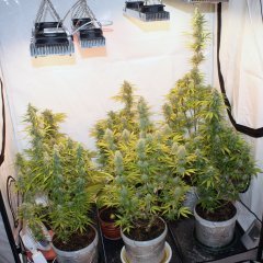 FASTBUDS