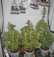 FASTBUDS