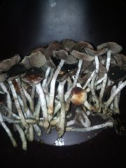 IMG_20220129_160629.jpg