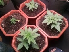 IMG_20220130_161001.jpg