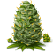 Шишка