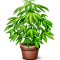 Куст