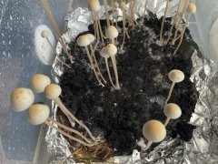 1528294846_IMG_0119.jpeg