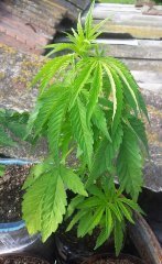 Blue Dream 20220521.jpg