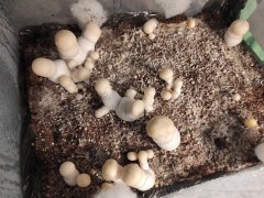 IMG_20220429_080323.jpg