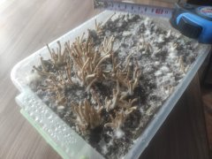 IMG_20220525_160348.jpg