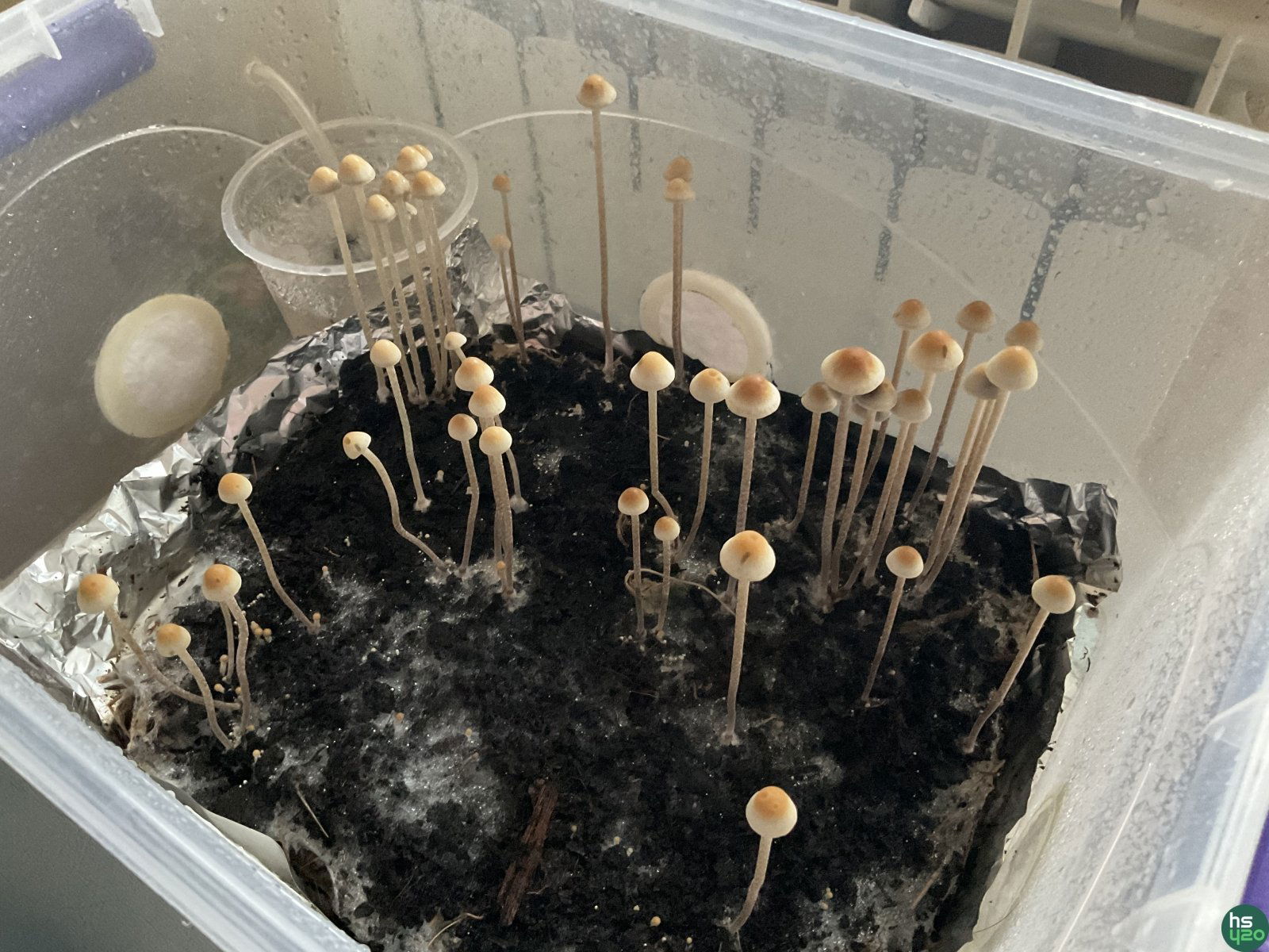 Panaeolus cyanescens Wild coast Africa