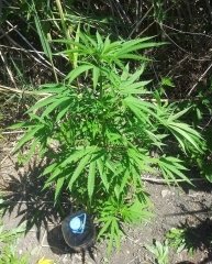 Blue Dream 20220705