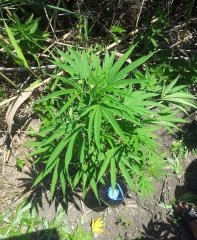 Blue Dream_20220705_