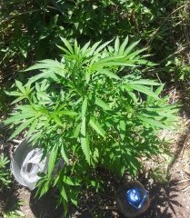 Fruit Gum_20220705_