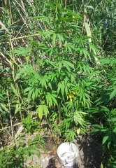 Blue Dream 20220729
