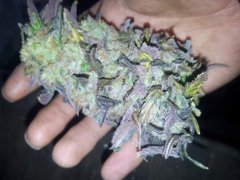 Blue Dream head