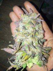 Blue Dreeam nug