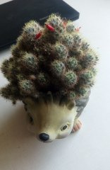 Плодоношение у кактусов