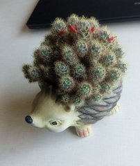 IMG_20220701_170310.jpg