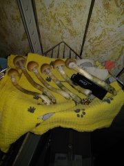 IMG_20220708_030304.jpg