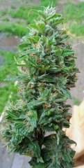 IMG_20220723_172942