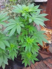 HdK17_20220926