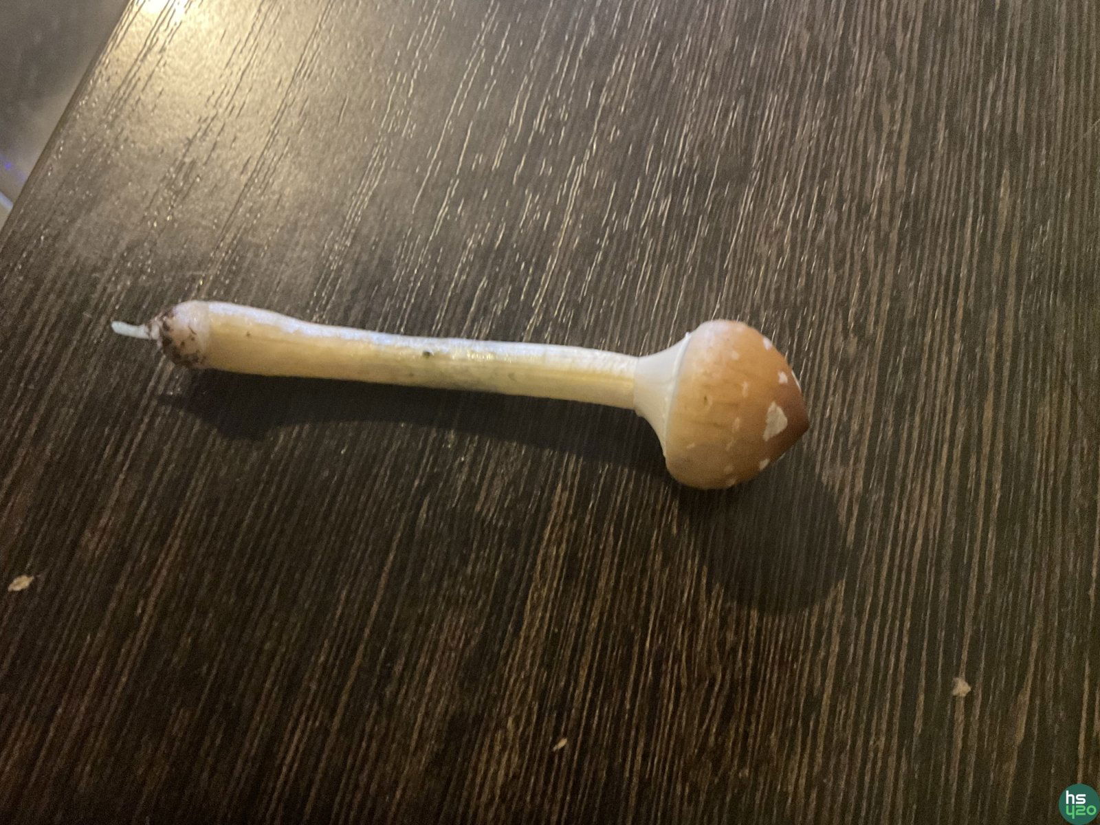 Psilocybe Cubensis B+