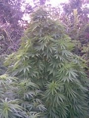 Sugar Haze