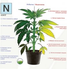 N (дефицит/передоз)