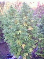 G-13_Haze