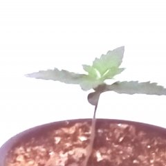 Gelato Samba