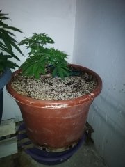 Gelato Samba : BULK SEED BANK
