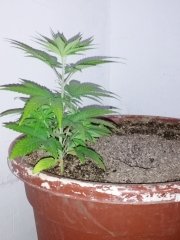 Guerilla Glue   ULK SEED BANK