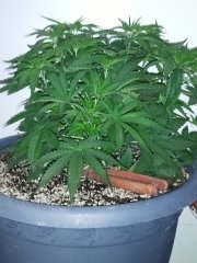 Bubblegum Extra  BULK SEED BANK