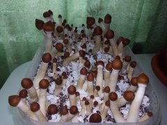 Golden teacher 3