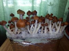 Golden Teacher 2
