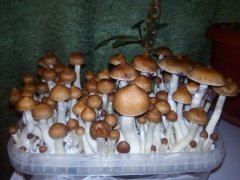 Golden Teacher 1