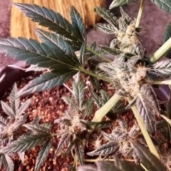 Kdh_2023-03-21