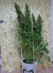 HIGHLAND THAI super-auto