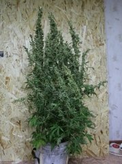 HIGHLAND THAI super-auto