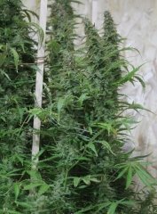 HIGHLAND THAI super-auto