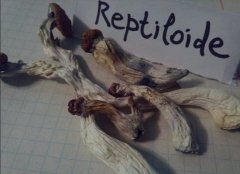 dry_shroom.jpg