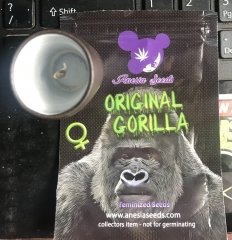 OrG 12042023