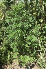 OG_2023-06-25_13-10-29