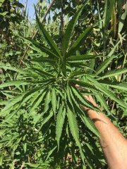 OG_2023-06-25_13-11-08