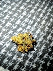 Kush