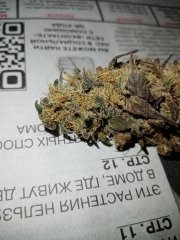Kush