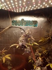 Unknown kush /Delicious Seeds/