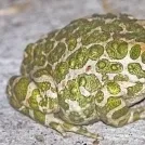 Bufo